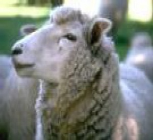 Après la volaille, le mouton