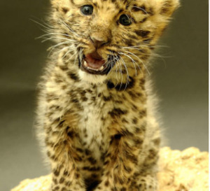 Argoun, petite panthère de l'Amour fait ses premiers pas au Parc zoologique et botanique de Mulhouse (68)