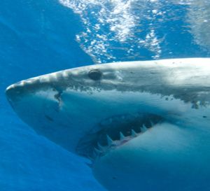 Requins : il est déjà question d'extinction