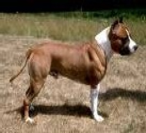 Mort d'une fillette de 18 mois mordue par un chien 