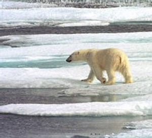 L’ours Polaire face à son destin