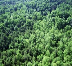 La protection des forêts contre l’incendie en 2008
