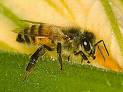 L'union de l'apiculture invite collectivités et entreprises à accueillir des ruches en ville pour sensibiliser le grand public