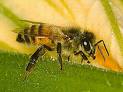 L'union de l'apiculture invite collectivités et entreprises à accueillir des ruches en ville pour sensibiliser le grand public L'union de l'apiculture invite collectivités et entreprises à accueillir des ruches en ville pour sensibiliser le grand public
