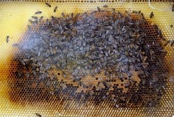 Mais où vont les abeilles quand elles ne rentrent pas à la ruche? Mais où vont les abeilles quand elles ne rentrent pas à la ruche?