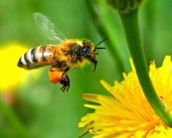 Dominique BUSSEREAU et Chantal JOUANNO lancent une démarche innovante en faveur de la protection des abeilles Dominique BUSSEREAU et Chantal JOUANNO lancent une démarche innovante en faveur de la protection des abeilles