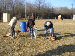 1 chien catégorisé = 1 mois de délai