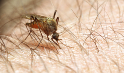 Plus de 350 jeunes en Service Civique mobilisés pour lutter contre l’épidémie de Dengue aux Antilles françaises