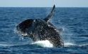 La baleine est morte La baleine est morte