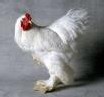 Mangez du poulet et des oeufs ! Mangez du poulet et des oeufs !