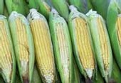OGM : un projet de loi contesté en procédure d'urgence