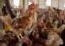 Bruxelles propose de co-financer les aides à la filière avicol