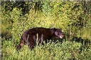 L'Allemagne va capturer ou abattre son unique ours sauvage
