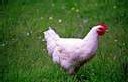 Souscrivez au ' contrat poule ' Souscrivez au ' contrat poule '