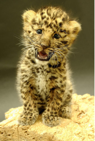 Argoun, petite panthère de l'Amour fait ses premiers pas au Parc zoologique et botanique de Mulhouse (68)