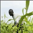 Une agriculture moins vulnérable à la sécheresse