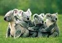 Trois koalas bébés-éprouvette Trois koalas bébés-éprouvette
