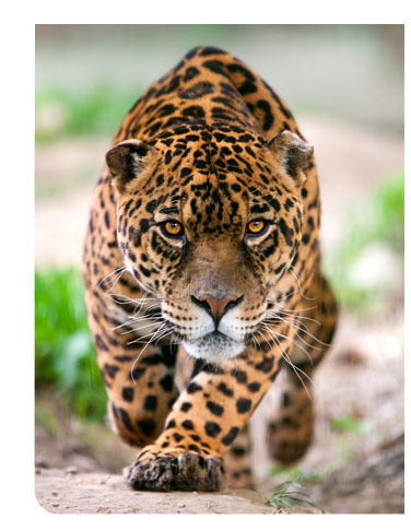 Nat Geo Wild se mobilise aussi en 2013 pour la Big Cats Initiative