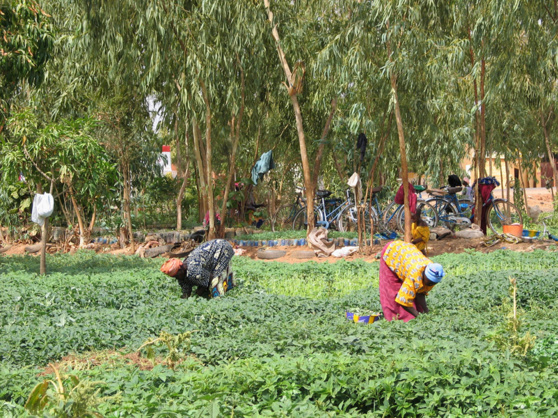 Le FIDA fait un don de 51,16 millions d'USD au Burkina Faso pour l’amélioration de la sécurité alimentaire des ruraux pauvres