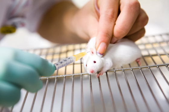 Expérimentation animale : lancement du questionnaire grand public
