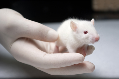 L’interdiction totale de l’expérimentation animale pour les cosmétiques commercialisés dans l’Union entre en vigueur