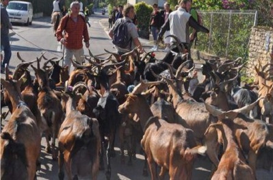 Le pâturage des chèvres au service de l'entretien des collines de Besançon