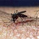 Chikungunya : 'plus aucun risque'