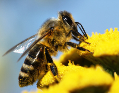Santé des abeilles: l’utilisation des pesticides sera restreinte dans toute l’UE à compter du 1er décembre
