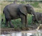 L'Afrique du Sud prête à recourir à l'abattage des éléphants