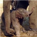 Naissance d'un éléphanteau en Thaïlande après insémination artificielle