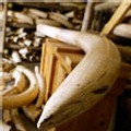Eléphants: un moratoire de 9 ans sur les ventes d'ivoire Eléphants: un moratoire de 9 ans sur les ventes d'ivoire