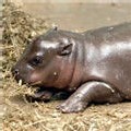 Nouvelle naissance importante au zoo de Vincennes, l'hippopotame nain Aldo