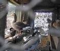 Confinement des oiseaux dans 244 communes Confinement des oiseaux dans 244 communes
