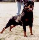 Les Rottweillers attaquent ... Les Rottweillers attaquent ...