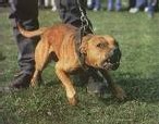 La loi sur les chiens dangereux est prête La loi sur les chiens dangereux est prête