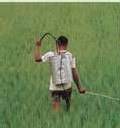 Neuf Français sur 10 jugent prioritaire la réduction de 50% des pesticides Neuf Français sur 10 jugent prioritaire la réduction de 50% des pesticides