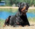 Un enfant grièvement blessé à une joue par le rottweiler