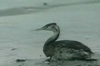 un oiseau couvert de mazout sur la grève après la marée noire due au tanker russe qui pourrait être le pire désastre environnemental de la région depuis des années.