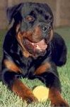 Encore un enfant mort par rottweiler 