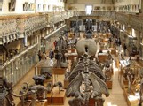 Début d'année record au Muséum national d' Histoire naturelle