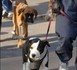 Permis de détention de chiens dangereux: pas d’égalité devant la loi