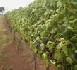 Bussereau annonce 11,5 millions d'euros pour la viticulture