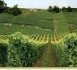 Les prix des vignobles s'effondrent