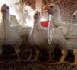 Le dispositif de soutien à la filière avicole immédiat
