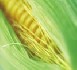 OGM : le projet de loi adopté