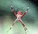 Des chercheurs suisses mettent en évidence une hormone qui diminue la phobie des araignées