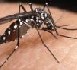 Découverte d'une molécule efficace contre le chikungunya