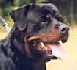 Tolérance zéro pour les chiens dangereux
