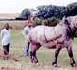 Ramassage scolaire à cheval