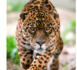 Nat Geo Wild se mobilise aussi en 2013 pour la Big Cats Initiative